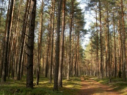 Под Киевом прочесали лес в поисках детей