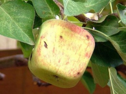 Квадратные яблоки - новый мировой тренд (ФОТО)