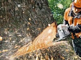 В парке Глобы удаляют деревья: почему это происходит