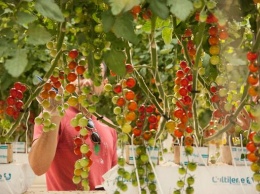 В ОАЭ научились выращивать овощи и фрукты без воды и почвы. В чем секрет?