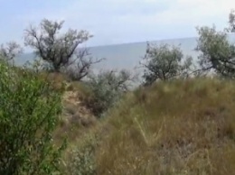 В сети показали летнюю прогулку по лесу возле Молочного лимана (видео)