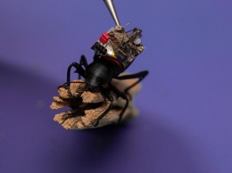 Американские ученые сделали видеокамеру для жука