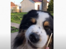 Милый неряха: Пес, который ненавидит расческу, насмешил интернет