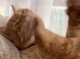 Забавный ролик из Сети: кот бил себя лапой по морде без всякой логики и смысла