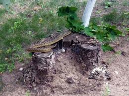В Днепре огромная змея заползла во двор жилого дома