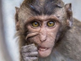 «Сфотографироваться с обезьянкой» в Киеве теперь под запретом