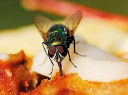 Что случится с едой, если на нее сядет муха