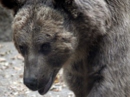 В Финляндии посетители зоопарка смогут переночевать в окружении медведей