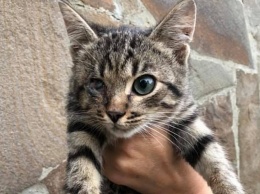 В Никополе волонтеры ищут дом для одного слепого и четырех одноглазых котят