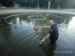 Ранним утром криворожские спасатели вылавливали из фонтана собаку, - ФОТО