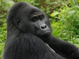 В Уганде убийцу редкой гориллы приговорили к 11 годам тюрьмы