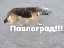 Жителей Павлограда просят спасти несчастную собаку