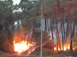 Во Франции за ночь сгорели 165 гектаров леса