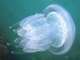 В Кирилловке отдыхающие показали гигантских медуз (видео)