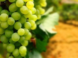 Виноград можно не всем: что происходит с организмом после его употребления