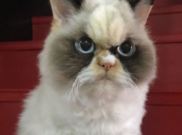 Недовольная кошка стала звездой в Instagram благодаря своему убийственному взгляду