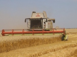 В Украине зафиксировали новый рекорд урожайности сорта пшеницы (ФОТО)