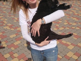 На одесскую зоозащитницу напала собака: девушка попала в реанимацию, а собаку пришлось усыпить