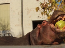 В Харьковском зоопарке отметили день арбуза