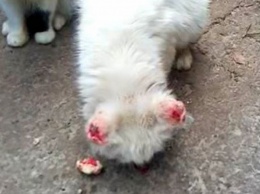 В Днепре кошке обожгли уши и морили голодом: волонтеры спасают животное