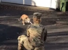 Женщина-солдат не была дома 8 месяцев - первая реакция ее пса оказалась необычной