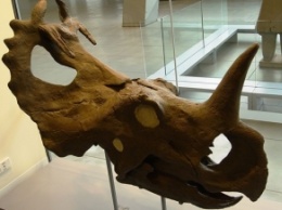 Ученые обнаружили рак костей у древнего динозавра