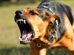 Как защитить себя от нападения собаки