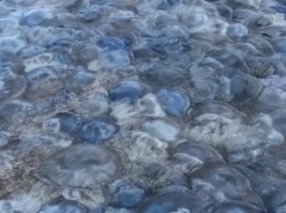 Отвратительное зрелище - в Сети показали усеянные медузами пляжи Кирилловки (видео)