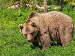 В России медведи растерзали маленького ребенка - все случилось мгновенно