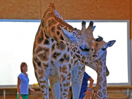 В одесском Биопарке родился жирафенок Дема: малыш и его мама чувствуют себя хорошо
