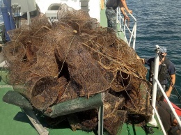 Морские пограничники выпустили из сетей браконьеров 800 краснокнижных крабов