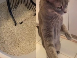 Реакция испуганного кота на автоматический лоток рассмешила Сеть