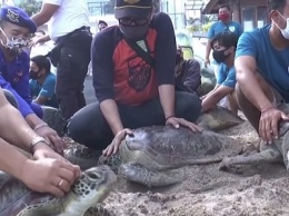 На Бали от браконьеров спасли зеленых морских черепах