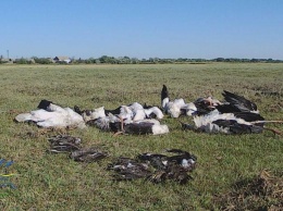 В Одесской области в заповеднике «Тузловские лиманы» град убил сотни птиц (фото)