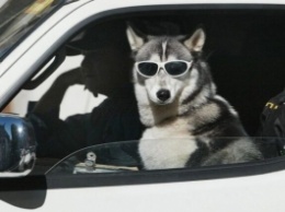 В Запорожье заметили собаку за рулем "Ауди" (ФОТО)