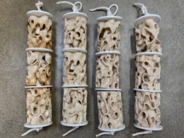 В США на 3D-принтере печатают коралловые рифы (фото)