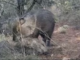 Как дикие свиньи "оплакивают" своих мертвых - ученых удивило видео, снятое ребенком