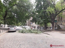 Ветка акации повредила электропровода и помешала ездить машинам в центре Одессы