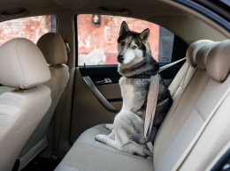 Немцам наглядно показали, чем опасна непристегнутая собака в машине (ВИДЕО)