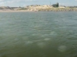 Медузы кишат и направляются в Молочный лиман из Азовского моря в Кирилловке (видео)