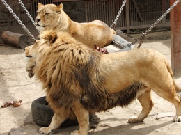 В Харьковском зоопарке отметили Всемирный день льва (фото, видео)