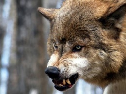 В "ДНР" стая волков держит в страхе местных жителей