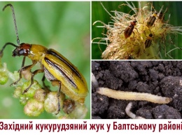 Нашествие западного кукурузного жука: в Одесской области ввели новый карантин
