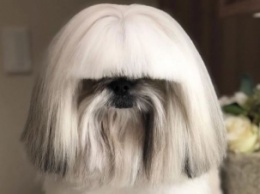 Собака с необычной прической взорвала интернет - она похожа на Леди Гагу