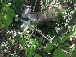 В полиции рассказали, что стало причиной убийства 12-летней девочки на Киевщине