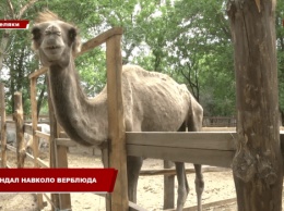 Живой скелет: В эко-парке Полтавской области живет верблюд на грани истощения