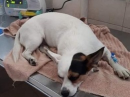 «Истекала кровью»: в Днепре живодеры отравили собачку Линду