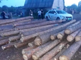 Харьковские следователи завершили досудебное расследование по факту незаконной вырубки леса в Балаклейском районе