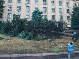 В Днепре на площади Героев Майдана рухнули две огромные ели