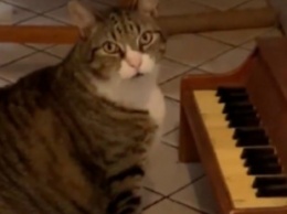 Девушка научила играть кота на пианино: ролик взорвал Сеть